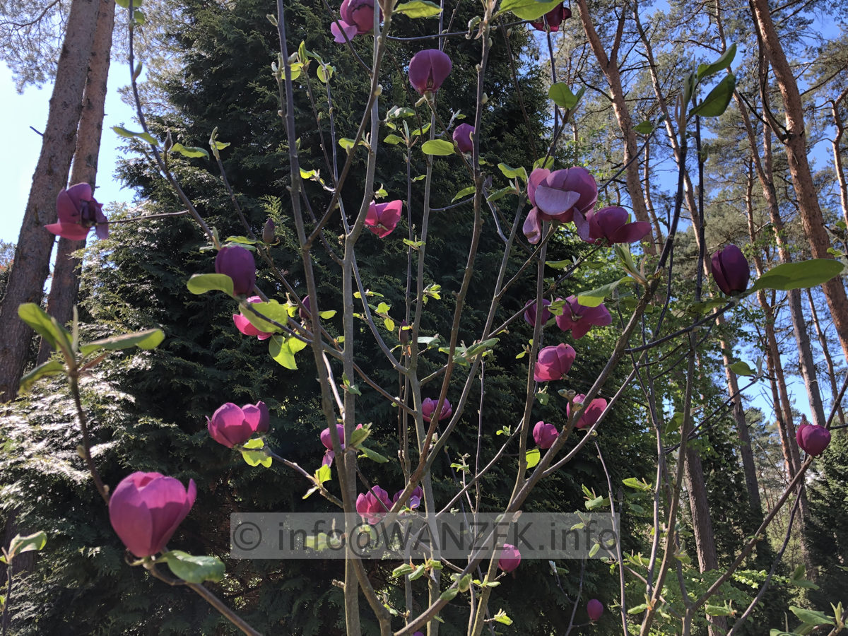 Magnolia Hybride Jurmagl (Black Tulip) 001.JPG